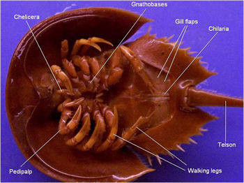 horseshoe crab